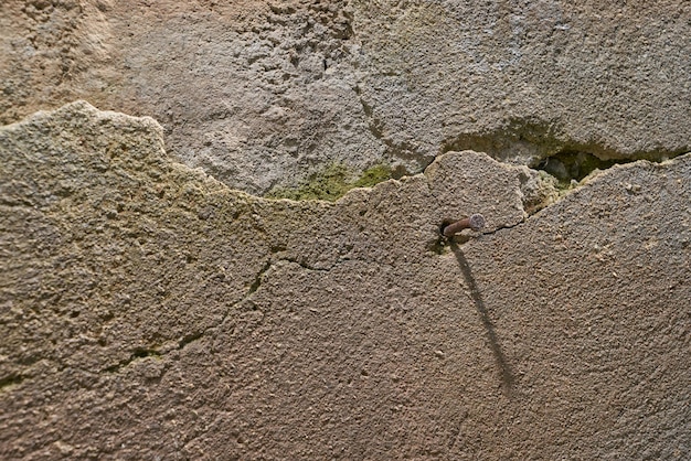 Foto un muro con una crepa su cui è presente un insetto