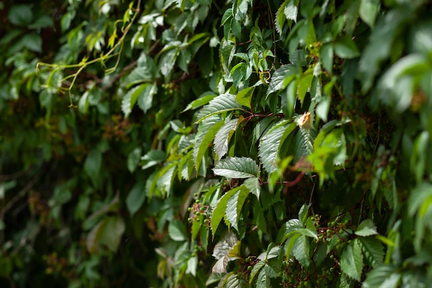 Wall with grape leaves