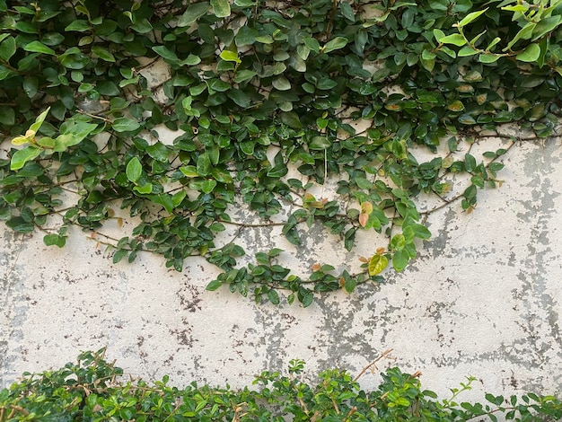 A wall with ivy on it and a white wall with green leaves.