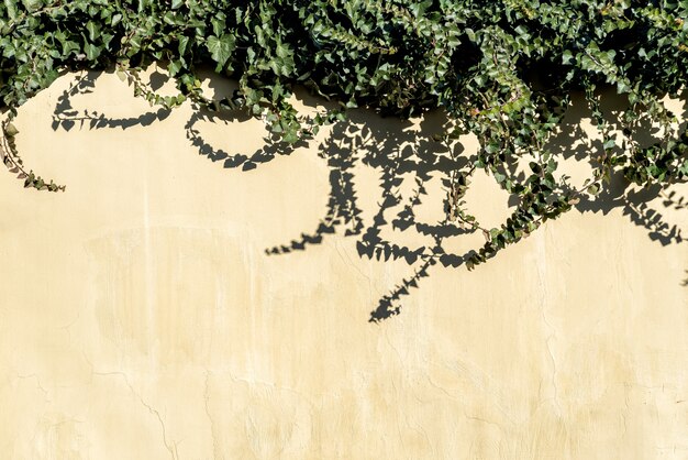 Wall with ivy lush