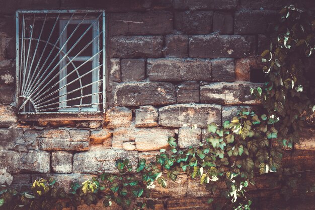 Wall with leaves of grape