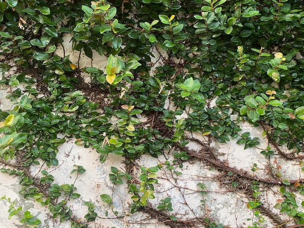 A wall with a plant that has the word ivy on it.