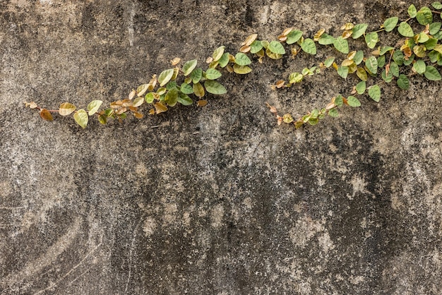 A wall with a vine on it that has a green leaf on it.