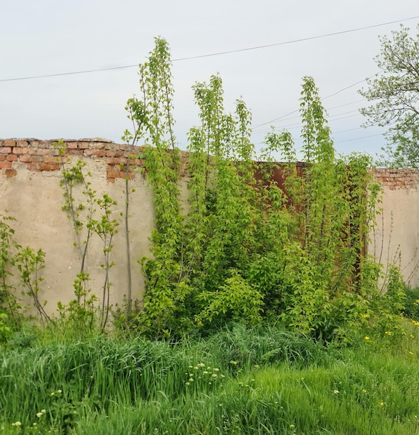 A wall with vines growing on it and a brick wall with a green grass and a tree with the word hops on it.