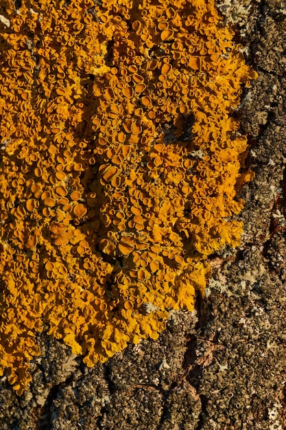 Photo wall xanthoria lat xanthoria parietina is a lichen of the telochistaceae family