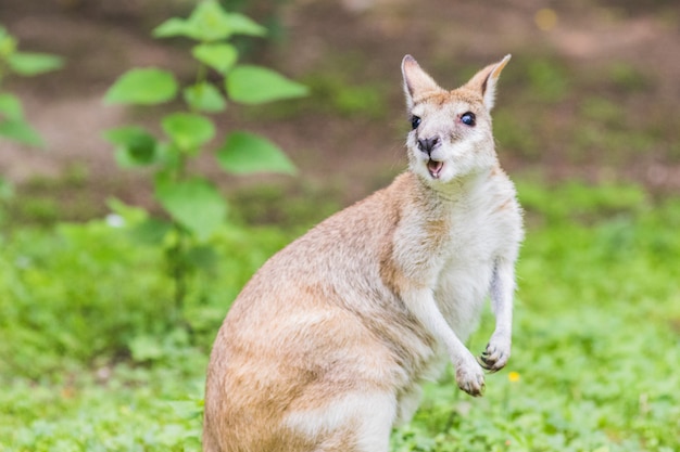 Photo wallaby, an australasian marsupial that is similar to, but smaller than, a kangaroo.