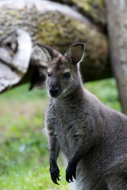 Wallaby in a clearing a portrait