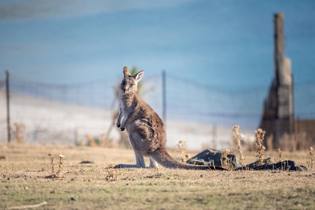 ウォラビーがフィールドに