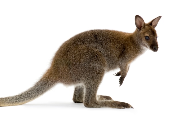 Wallaby in front of a white background