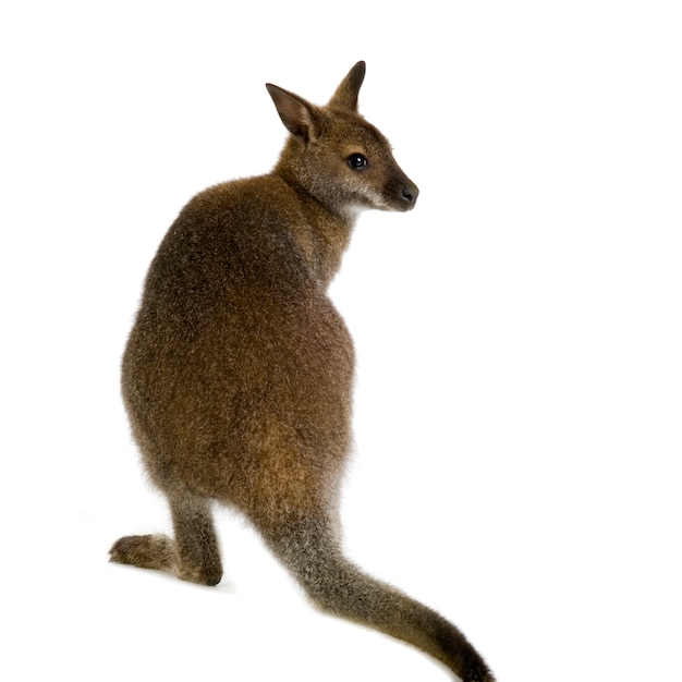 Wallaby in front of a white background