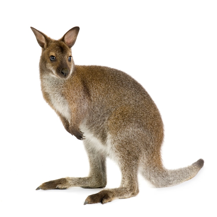Photo wallaby in front of a white background