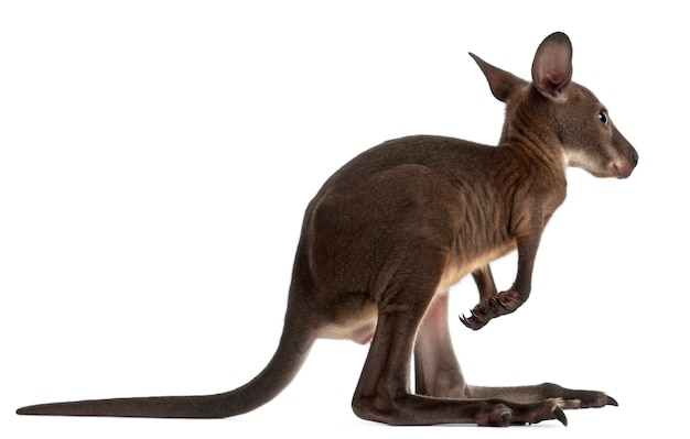 Wallaby isolated on white