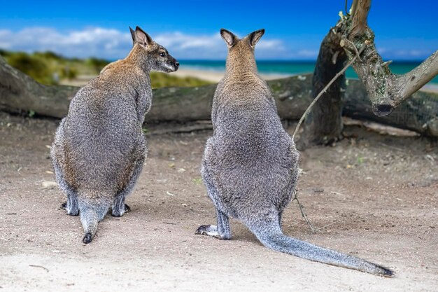 写真 ウォラビーが海を見ている