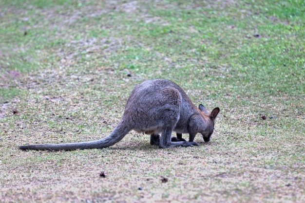 Wallaby met rode hals