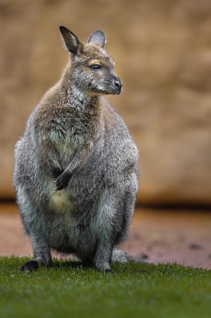 Foto wallaby met rode hals