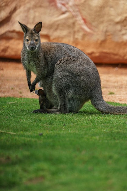 Wallaby met rode hals