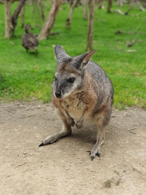 写真 ウォラビーがフィールドに