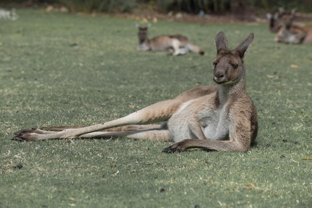 Photo wallaby resting on field