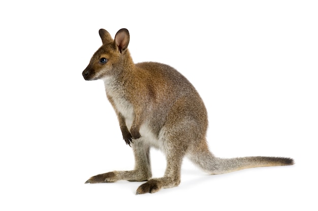 Wallaby voor een witte achtergrond