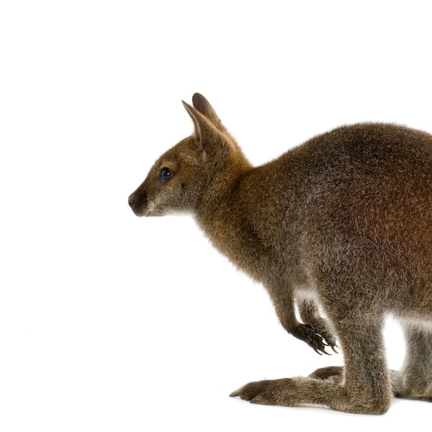 Wallaby voor een witte achtergrond