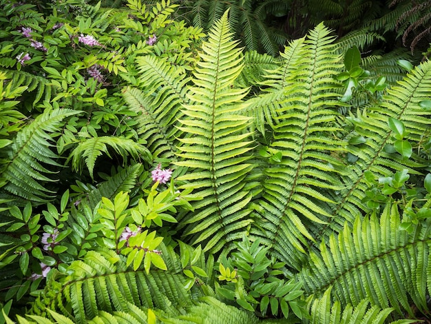 Wallich's Wood Fern Dryopteris wallichiana plant