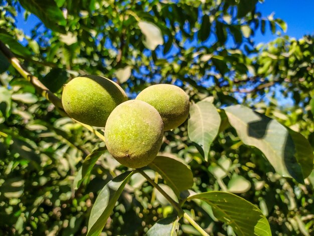 Photo wallnut tree