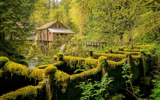 森の中の小屋の壁紙