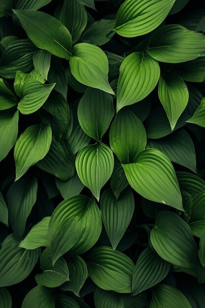 Photo wallpaper a close up of a bunch of green leaves wide overhead shot atmospheric cool colorgrade