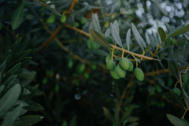 写真 壁紙。木の上の新鮮なグリーン オリーブ