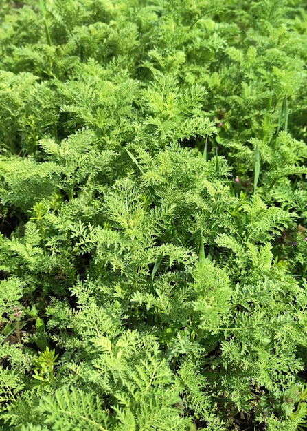 Wallpaper of green grass in the spring forest