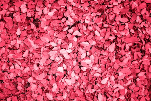 Wallpaper of natural fallen leaves as a background or texture painted in viva magenta