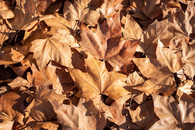 Wallpaper of a pile of fallen leaves in the floor during autumn in a sunny day