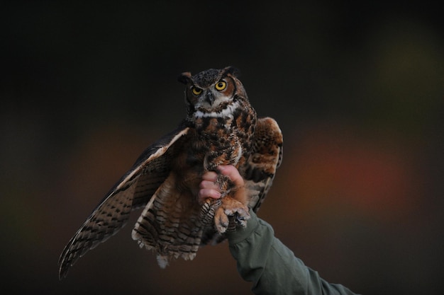 とがったフクロウの壁紙