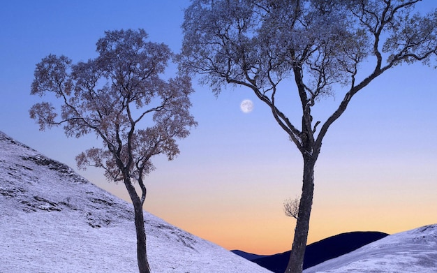 Wallpaper of two trees under the evening moon