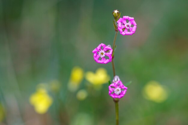 春の青い花と焦点のぼけた背景の壁紙