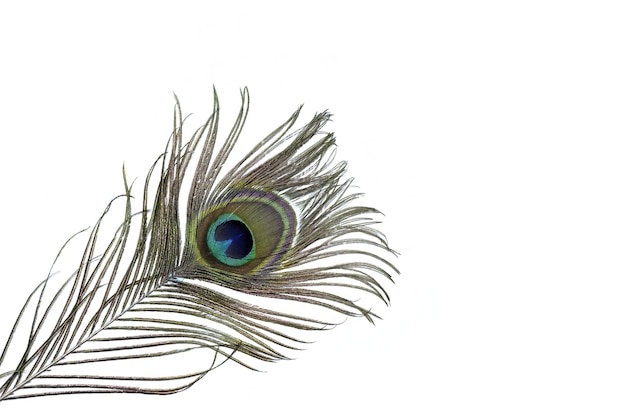 Premium Photo | Wallpaper with diagonal peacock feathers on a white background Premium Photo | Wallpaper with diagonal peacock feathers on a white background