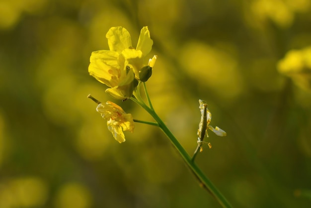 Wallpaper with yellow flowers and blurred background in springtime