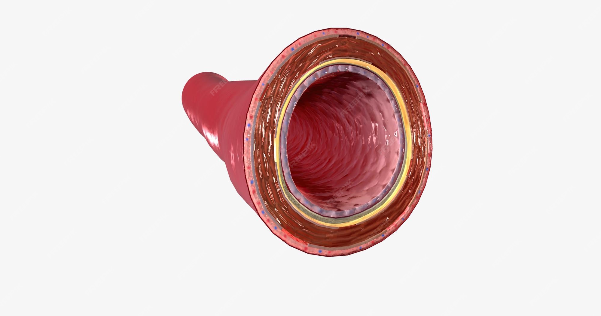 Premium Photo The walls of an artery consist of three layersthe