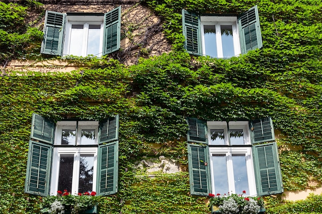 The walls of the Italian house are covered with wild grapes.