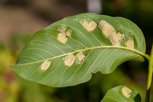 Walnootblad beschadigd door insectenplagen