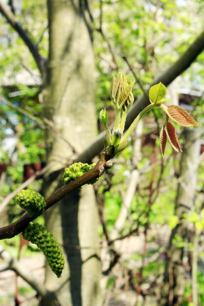 walnootbloemen op de tak van de boom in het voorjaar
