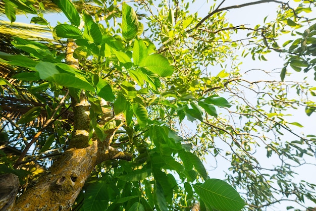 Walnootboom van onderaf gezien