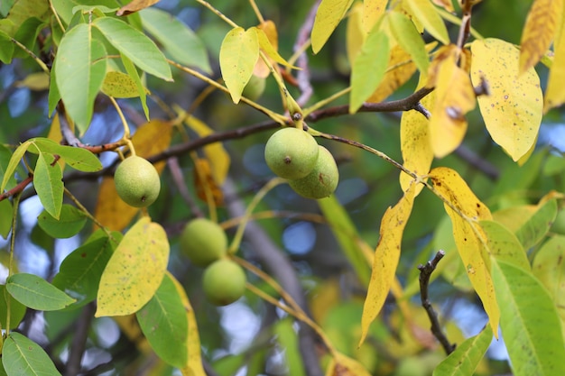 Walnoten groeien in de herfst op een boom