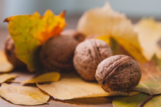 Walnoten in gele bladeren. Warme herfstfoto. macro foto