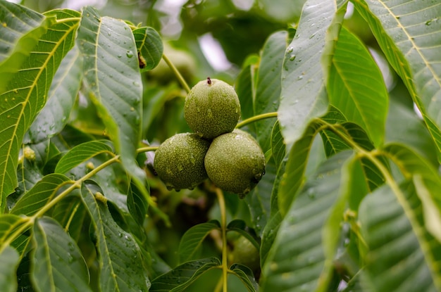 Walnoten op een boom na de regen.