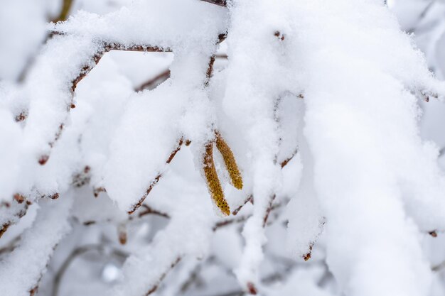 겨울날 눈 덮인 나무에 매달린 호두 귀걸이 눈이 내리고 추운 기후