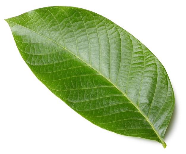 Walnut leaf isolated on white background.