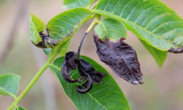 Фото walnut leaves damaged my morning frost in spring