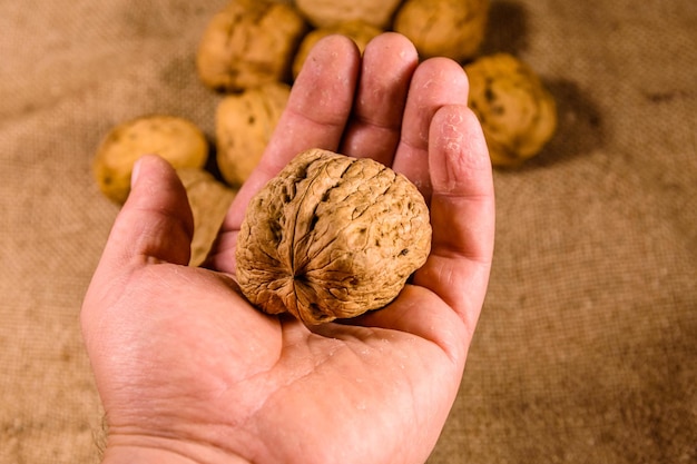 Walnut in a male hand above the sackcloth