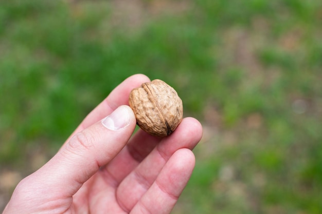 Walnut in a man's hand on a forest background